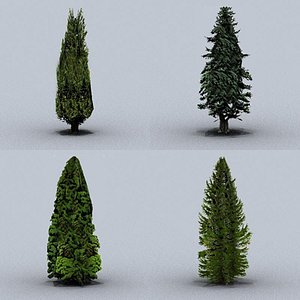 trees conifers 01