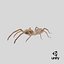 solifugae camel spider 3D