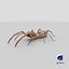 solifugae camel spider 3D