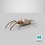 solifugae camel spider 3D
