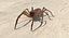 solifugae camel spider 3D