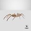 solifugae camel spider 3D
