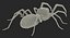 solifugae camel spider 3D