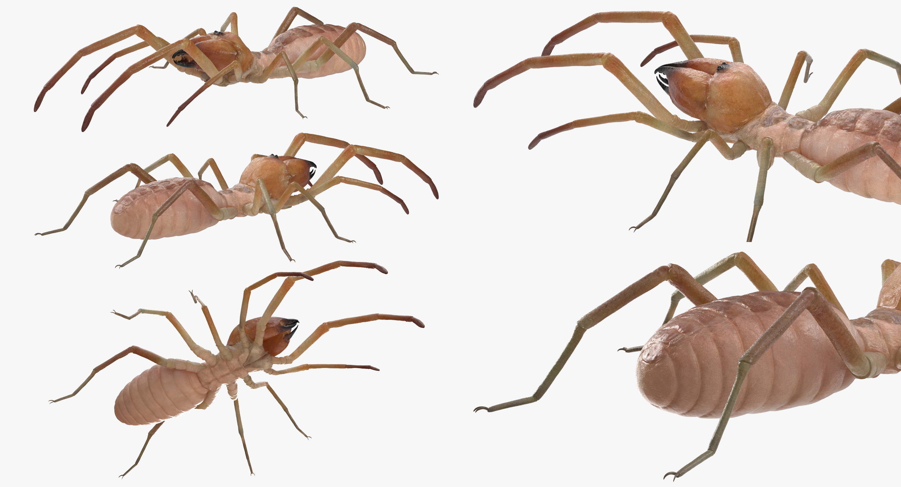 Solifugae camel spider 3D - TurboSquid 1195551