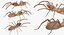 solifugae camel spider 3D