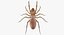 solifugae camel spider 3D