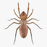 Solifugae or Camel Spider