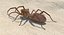 solifugae camel spider 3D