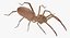 solifugae camel spider 3D
