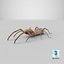 solifugae camel spider 3D