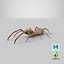 solifugae camel spider 3D
