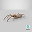 solifugae camel spider 3D