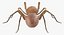 solifugae camel spider 3D