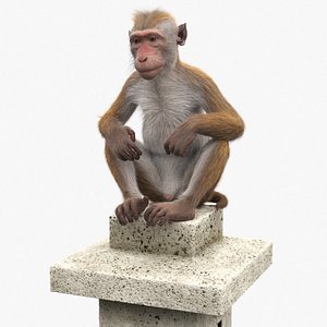 Brown Macaque Sitting on Stone Lantern Fur for Maya 3D model