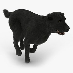 3d labrador black - fur model