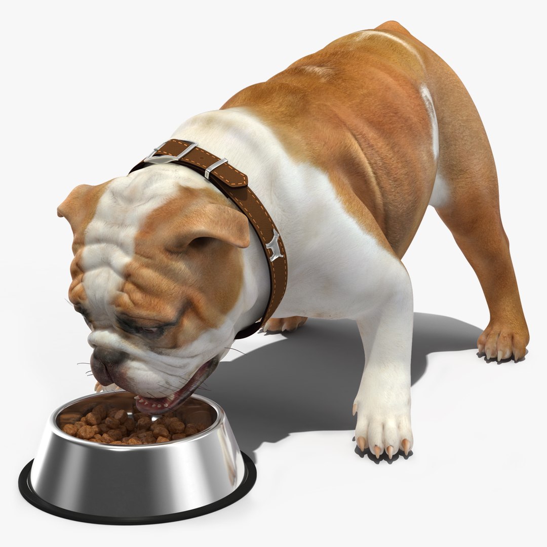 Bulldog Eats Out of the Bowl 3D model preview