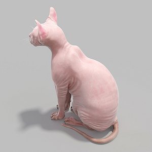 Sphinx Cat