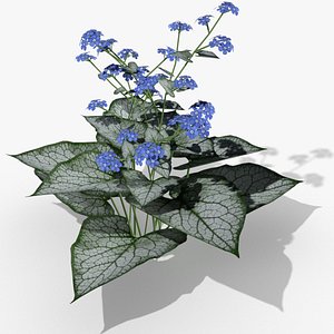 3d brunnera flowering jack frost model