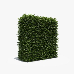 Tall Boxwood Hedge