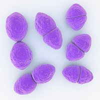 Eenterococcus faecalis