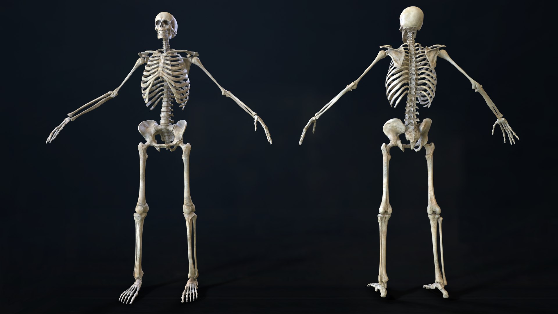 rigged skeleton model https://p.turbosquid.com/ts-thumb/UO/95vppI/1MmVdCCf/human_skeleton_screen_22/png/1577517471/1920x1080/fit_q87/2fced2e7636c64207ff2ecc4a38f3ffa13bea354/human_skeleton_screen_22.jpg