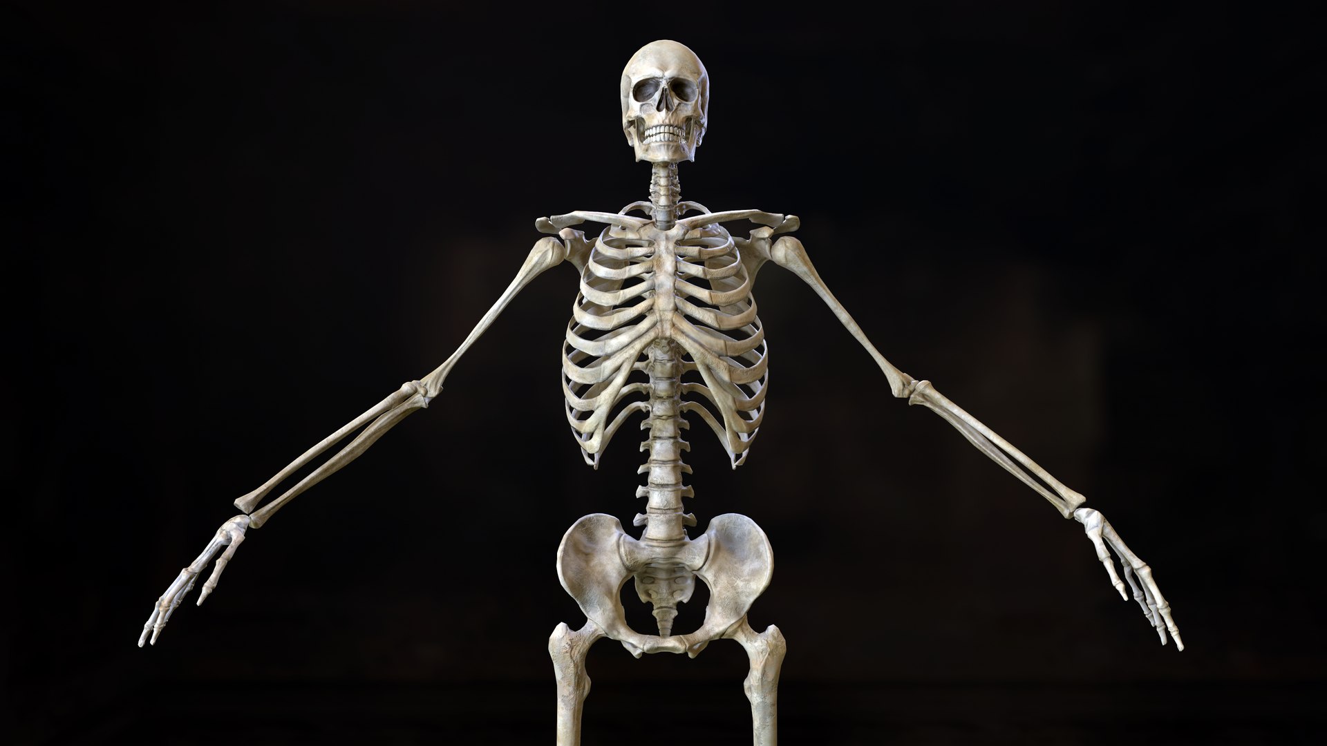 rigged skeleton model https://p.turbosquid.com/ts-thumb/UO/95vppI/NXVwesFT/human_skeleton_screen_20/png/1577517471/1920x1080/fit_q87/4502180cf4be7785b56f3d0bbcc1951fd47d67a5/human_skeleton_screen_20.jpg