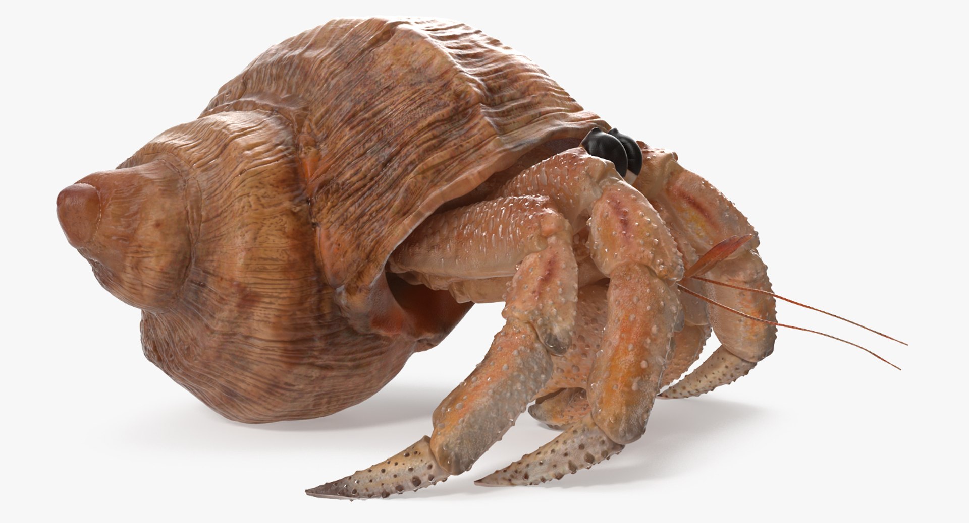 Hermit Crab Walking Pose 3D Model 3D model preview