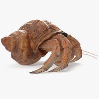 Hermit Crab Walking Pose 3D Model