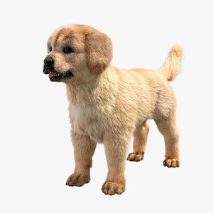 Golden Retriever Puppy 3D model