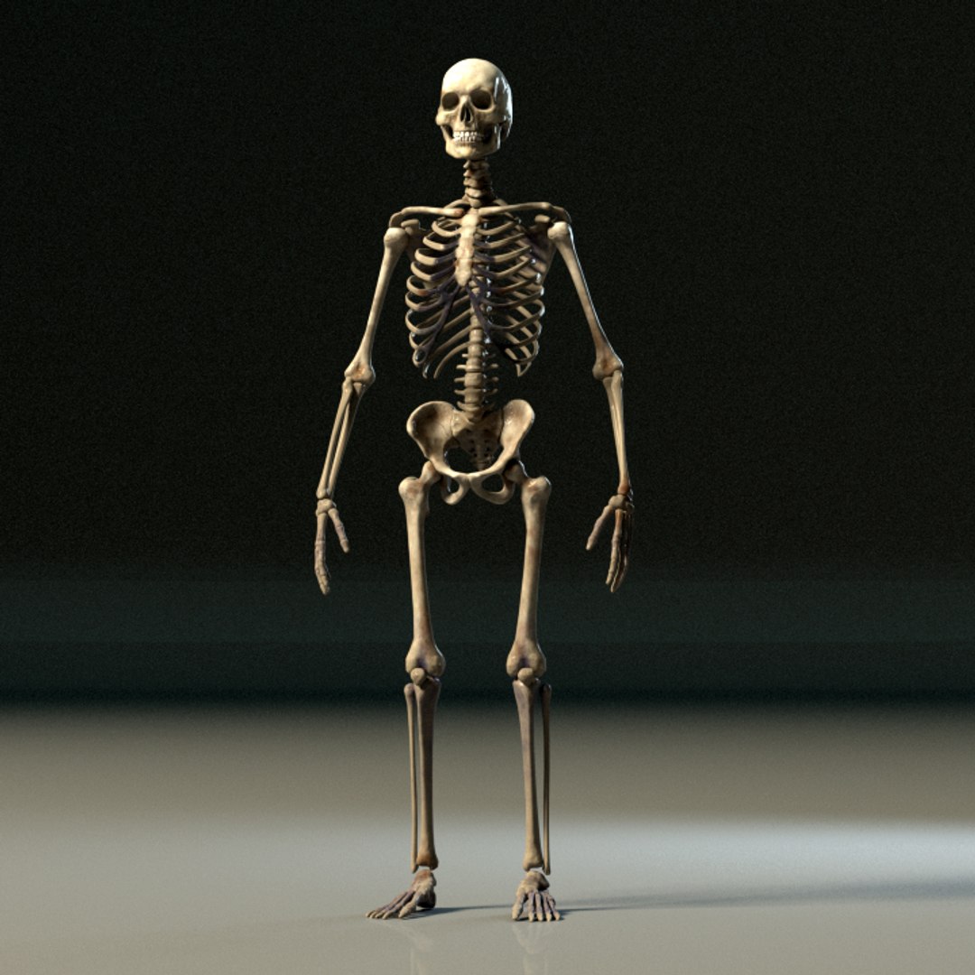 3D Skeleton Man Rig Model - TurboSquid 1191324