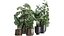 インテリア用のさびた植木鉢の観葉植物999