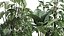 インテリア用のさびた植木鉢の観葉植物999