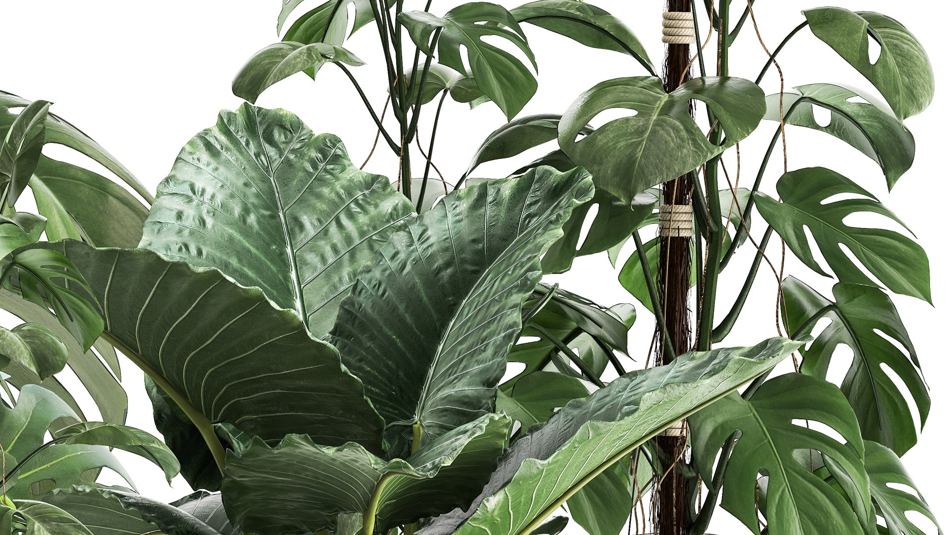 3D model Houseplants in a rusty flowerpot for the interior 999 https://p.turbosquid.com/ts-thumb/UO/ajDKiR/bY/1plants2106202106/jpg/1624374003/1920x1080/fit_q87/4b76c86b97d21f015065387a87735bdc818398a3/1plants2106202106.jpg