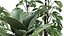 インテリア用のさびた植木鉢の観葉植物999