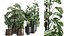 インテリア用のさびた植木鉢の観葉植物999