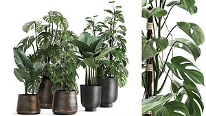 Houseplants in a rusty flowerpot for the interior 999