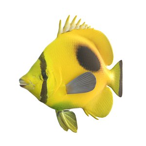 Oval Spot Butterflyfish 3D model
