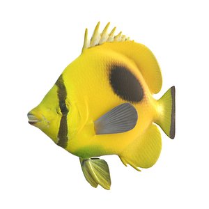 Oval Spot Butterflyfish
