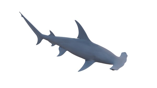 3D model hammerhead shark - TurboSquid 1987106