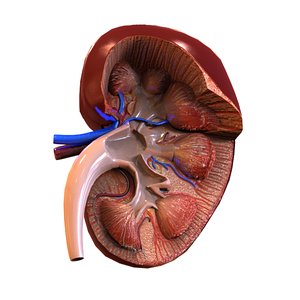 3d human kidney