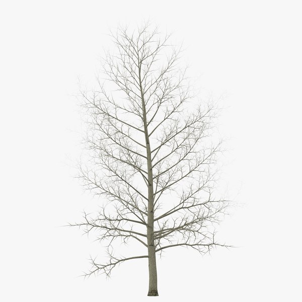 max yellow poplar tree winter