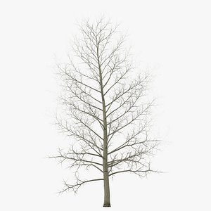 Yellow Poplar Tree Winter 3D Model