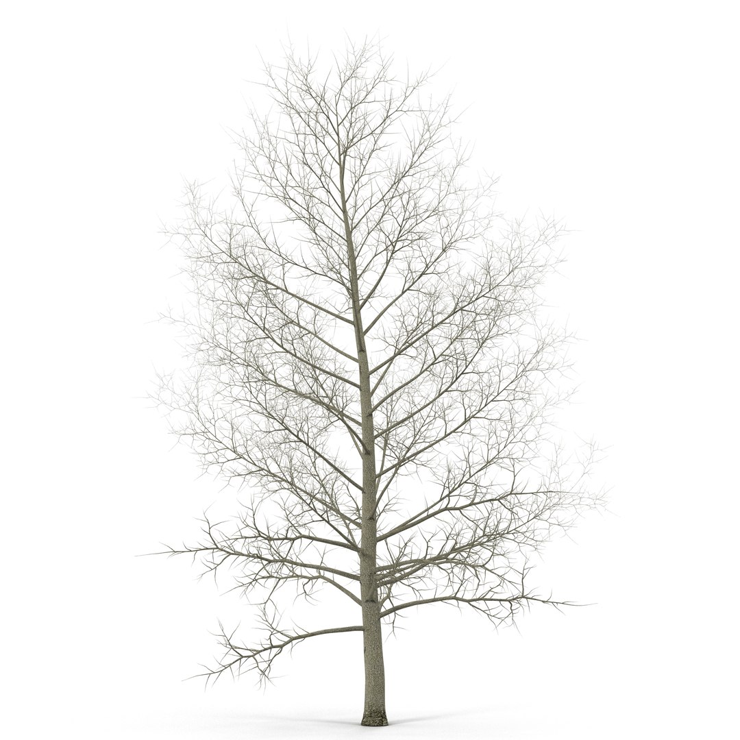Yellow Poplar Tree Winter 3D Model 3D model preview