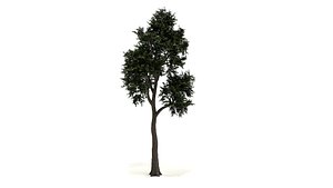 mangrove tree model