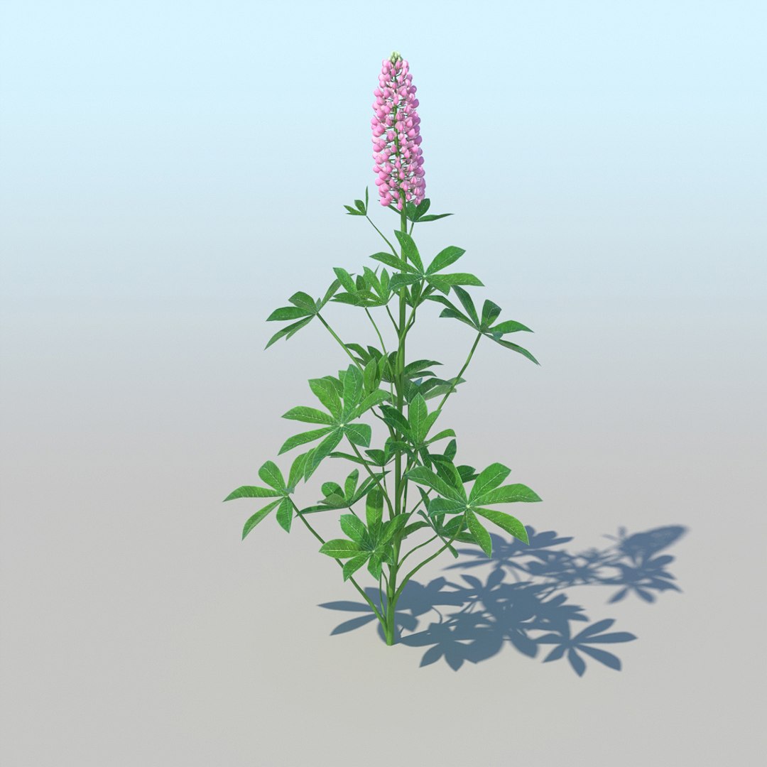 lupines 10 items 3D model https://p.turbosquid.com/ts-thumb/UP/1iqYsQ/42/lupines_002/jpg/1661003247/1920x1080/fit_q87/37aa70eaa89b69fcd7ba9874b7dc85cd16447988/lupines_002.jpg