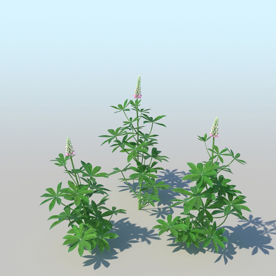 lupines 10 items 3D model https://p.turbosquid.com/ts-thumb/UP/1iqYsQ/4i/lupines_009/jpg/1661003250/1920x1080/fit_q87/3af5594c3e649347c6e0f47d809e04960f816181/lupines_009.jpg