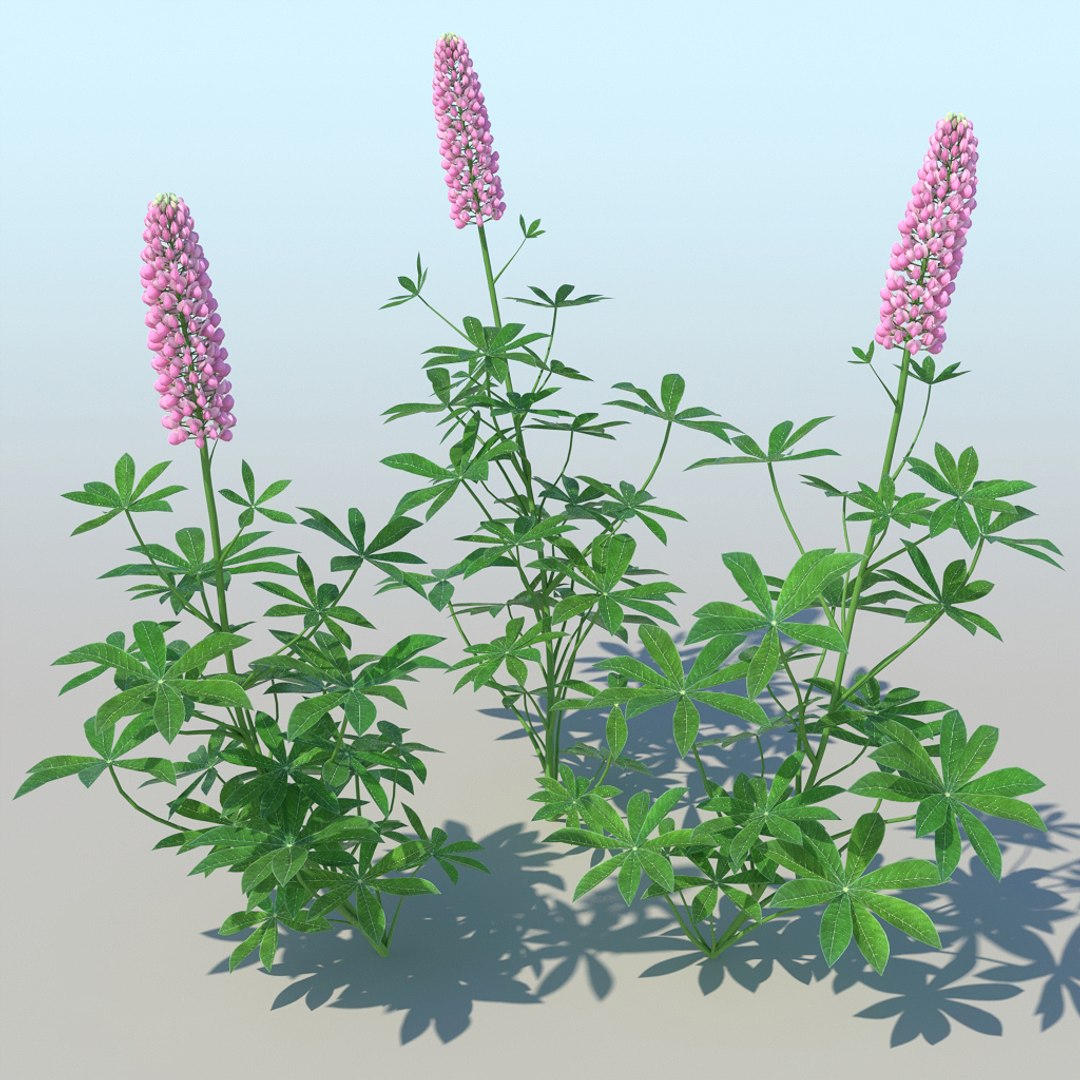 lupines 10 items 3D model https://p.turbosquid.com/ts-thumb/UP/1iqYsQ/IR/lupines_006/jpg/1661003249/1920x1080/fit_q87/5879c645073bd97159dea6d5cffbb495ad26bbe4/lupines_006.jpg