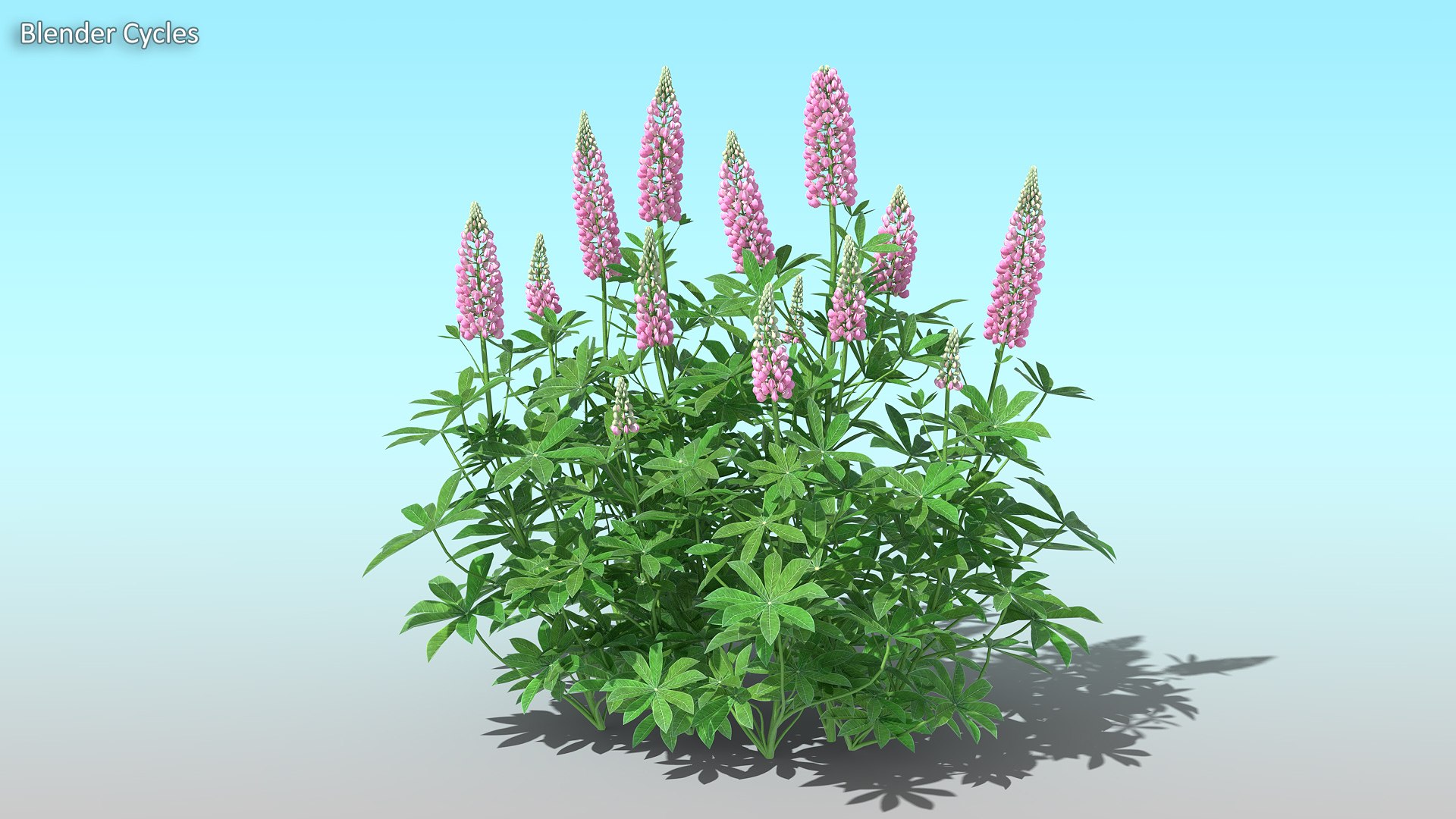 lupines 10 items 3D model https://p.turbosquid.com/ts-thumb/UP/1iqYsQ/M3/example_01/jpg/1661001523/1920x1080/fit_q87/540ef7c8278a507bfca908889a9172b7256c3b0a/example_01.jpg