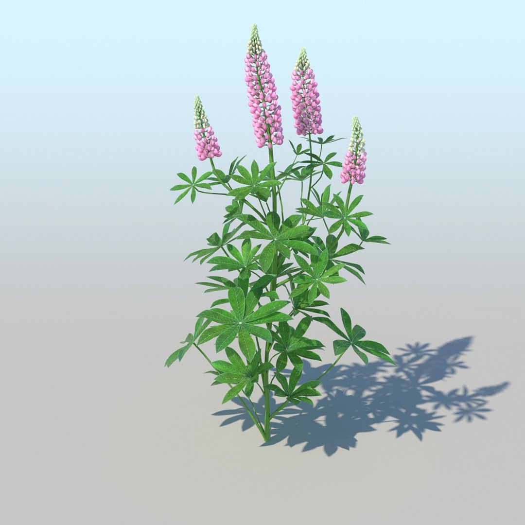 lupines 10 items 3D model https://p.turbosquid.com/ts-thumb/UP/1iqYsQ/OV/lupines_003/jpg/1661003249/1920x1080/fit_q87/d6b626396b99381fbc24d68e5d550db262036842/lupines_003.jpg