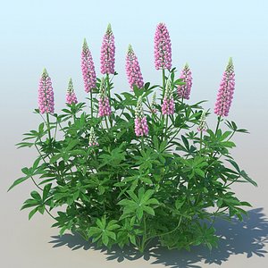 Lupines 10 Items
